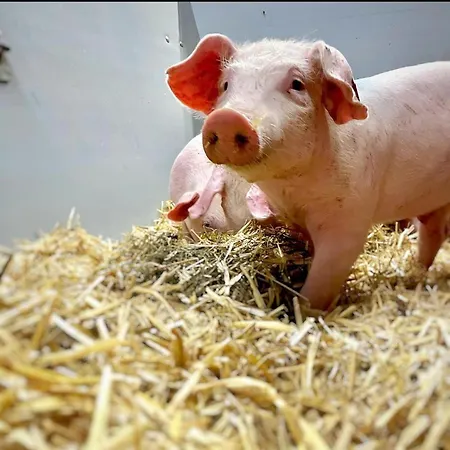 Appartement Aignerhof Flachau