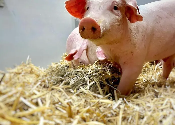 Daire Aignerhof Flachau